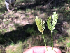 Eleusine tristachya