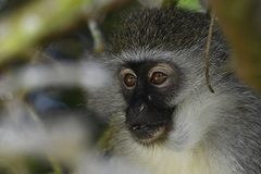 Chlorocebus pygerythrus pygerythrus