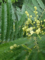 Acacia mearnsii