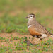 Eurasian Dotterel - Photo (c) Paul Cools, some rights reserved (CC BY-NC), uploaded by Paul Cools