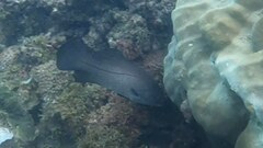 Psammoperca datnioides