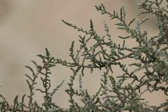 Salsoloideae