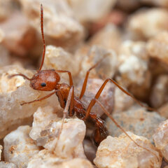 Ocymyrmex