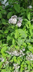 Heliotropium arborescens