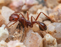 Ocymyrmex