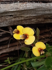 Bossiaea prostrata