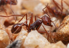 Ocymyrmex