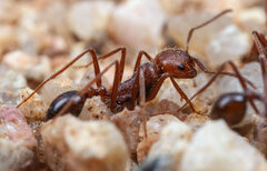 Ocymyrmex