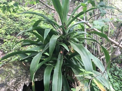 Dracaena aletriformis
