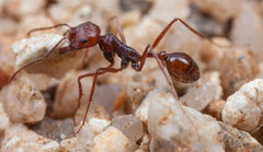 Ocymyrmex