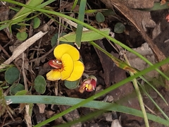 Bossiaea prostrata