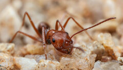 Ocymyrmex