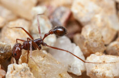 Ocymyrmex