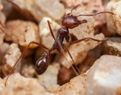 Ocymyrmex