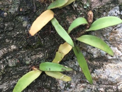 Pyrrosia