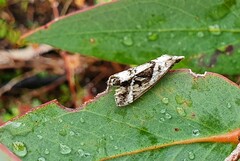 Dichromodes stilbiata