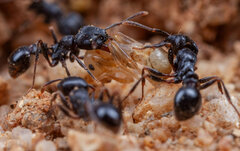 Tetramorium grandinode