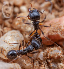 Tetramorium grandinode