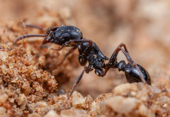 Tetramorium grandinode