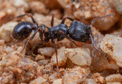 Tetramorium grandinode