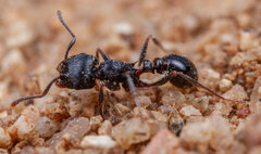 Tetramorium grandinode
