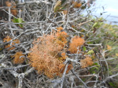 Teloschistes capensis