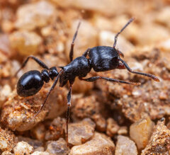 Tetramorium grandinode