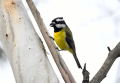 Falcunculus frontatus