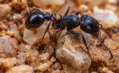 Tetramorium grandinode