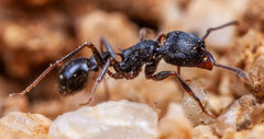 Tetramorium grandinode