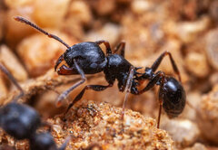 Tetramorium grandinode