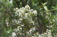 Olearia lirata