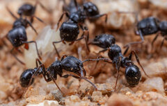 Tetramorium grandinode
