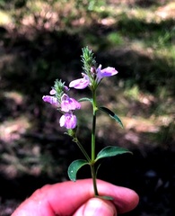 Rostellularia adscendens