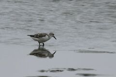 Calidris alba
