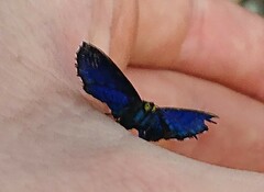 Riodinini