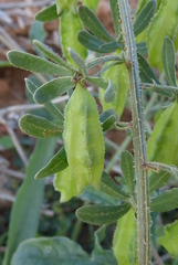 Reseda phyteuma