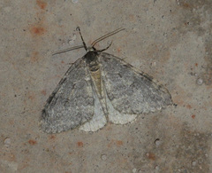 Operophterini