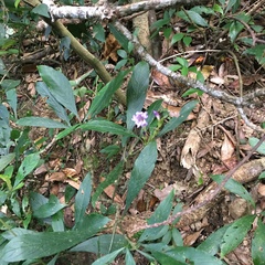 Strobilanthes longespicatus