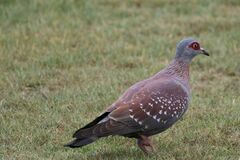 Columba guinea