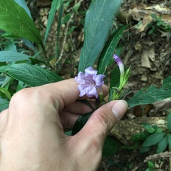 Strobilanthes longespicatus