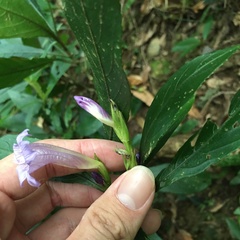 Strobilanthes longespicatus