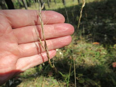 Achnatherum sibiricum