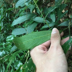 Strobilanthes longespicatus