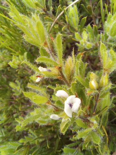 Outramp Dottypea (Psoralea outrampsii)