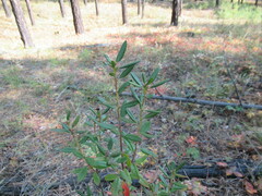 Rhododendron dauricum
