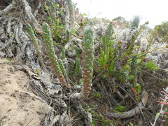 Euphorbia caput-medusae