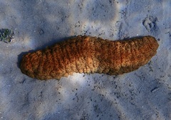 Stichopus herrmanni