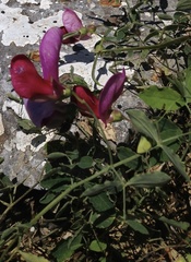 Lathyrus grandiflorus