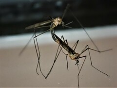 Dicranomyia